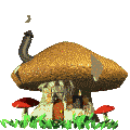 CHAMPIGNON 1 : Les dernières nouveautés : champignons et autres sur ChampYves
