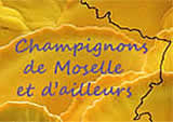 Champignons de Moselle et d'ailleurs