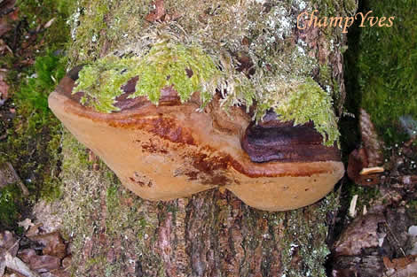 21/02/2007, Phellinus robustus, Phellin robuste.