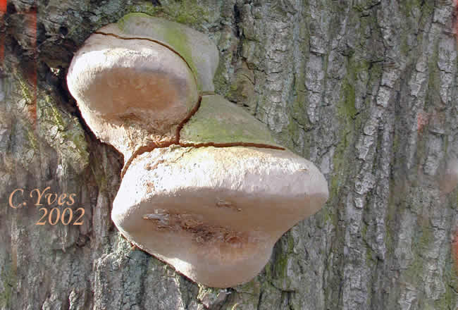 Phellinus robustus, Phellin robuste, 15/07/2002.