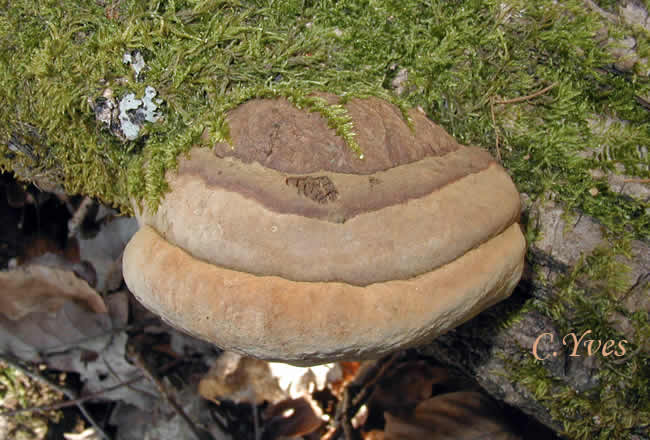 Phellinus robustus, Phellin robuste, 10/08/2002