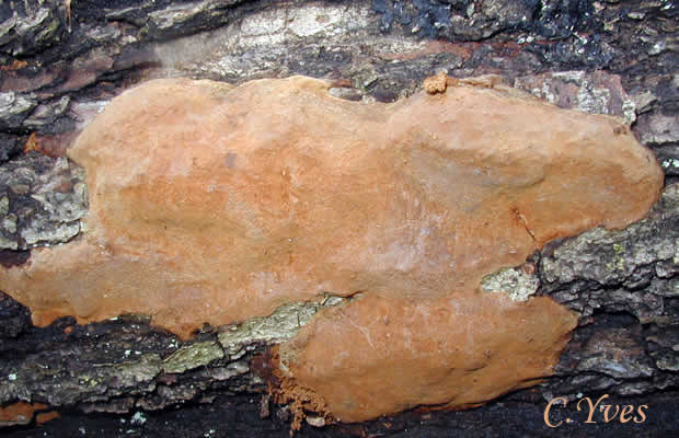 les Phellinus robustus commencent à bien se différencier de cette croûte dure, 05/04/2002, 