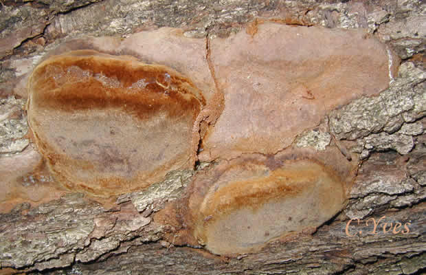 les Phellinus robustus commencent à bien se différencier de cette croûte dure, 05/04/2002, 