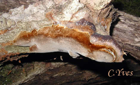 Autre pousse du champignon sur la même branche, 05/04/2002