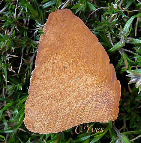 29/03/2007, Phellinus robustus, coupe du champignon.