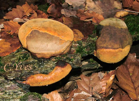 11/11/2004, Phellinus robustus, Phellin robuste.