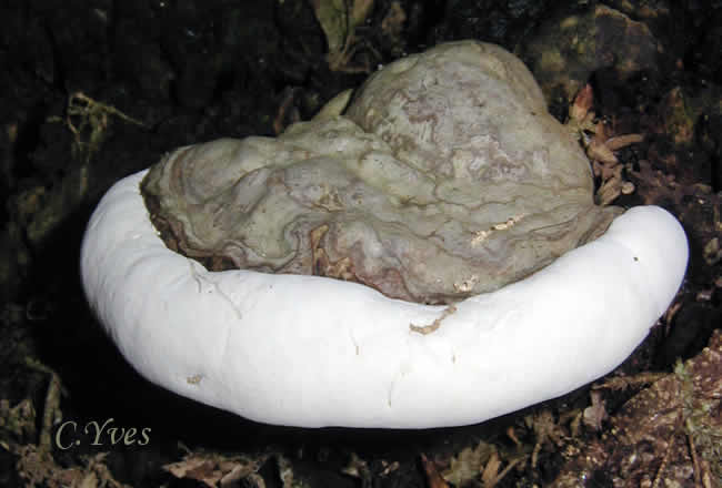 Ganoderma lipsiense, Ganoderme aplani.