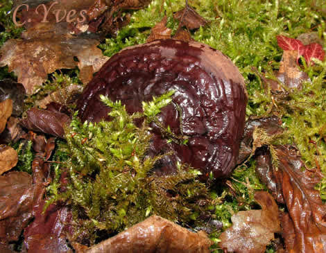 Ganoderma applanatum.