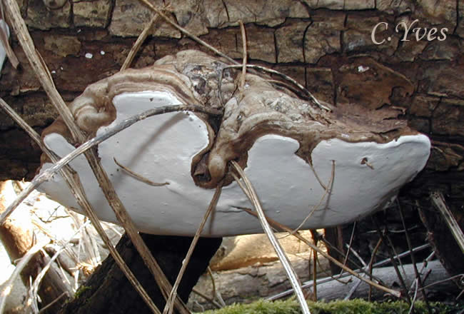 Ganoderma lipsiense, Ganoderme aplani.