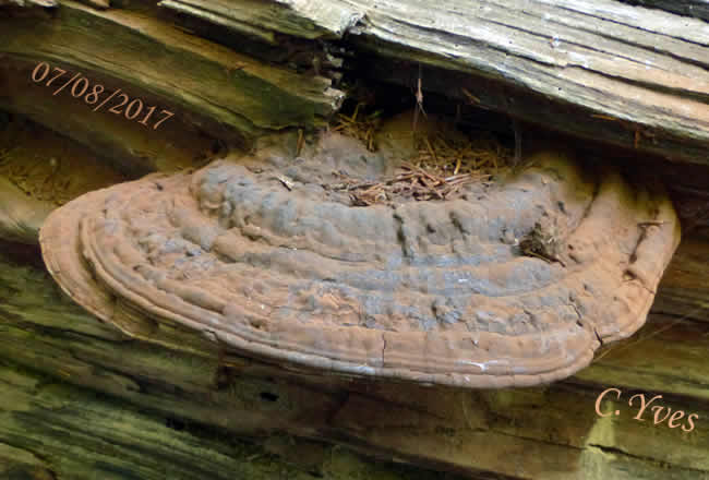 Ganoderma lipsiense, Ganoderme aplani.