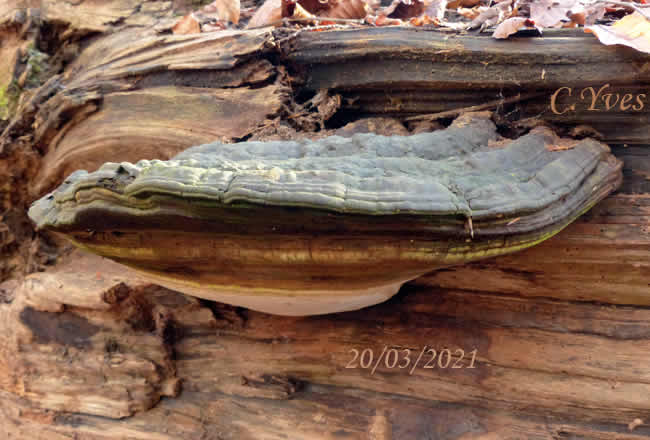 Ganoderma lipsiense, Ganoderme aplani.
