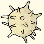Spores aculéolée.