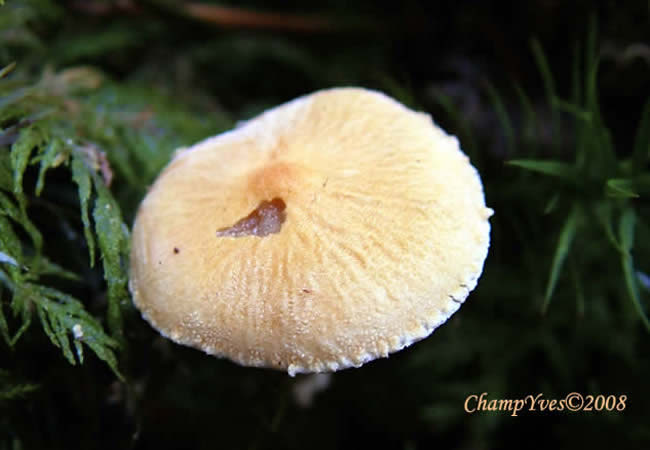 Cystoderma amianthinum, Cystoderme furfuracé