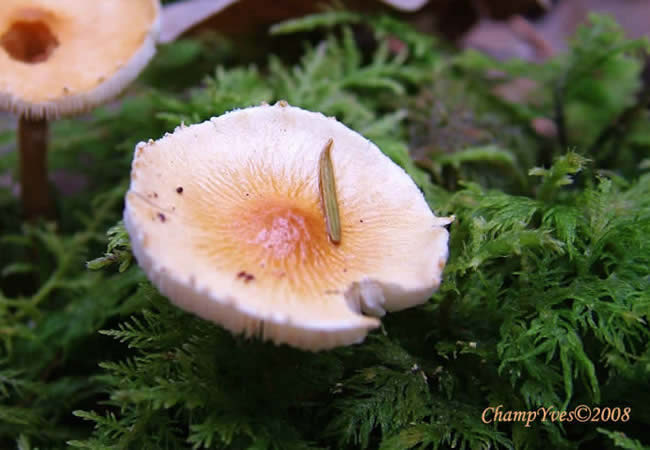 Cystoderma amianthinum, Cystoderme furfuracé