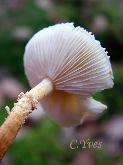 Cystoderma amianthinum, Cystoderme furfuracé