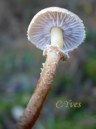 Cystoderma amianthinum, Cystoderme furfuracé