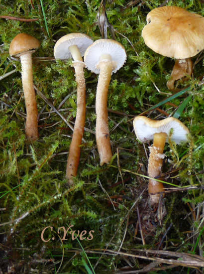 Cystoderma amianthinum, Cystoderme furfuracé