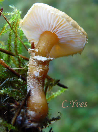 Cystoderma amianthinum, Cystoderme furfuracé