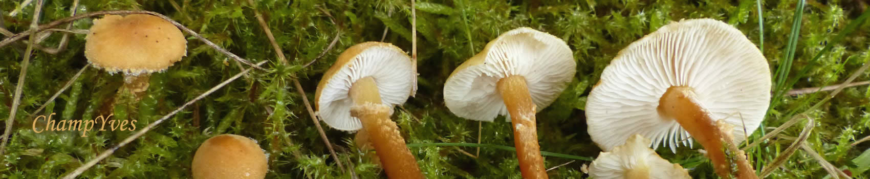 ChampYves les CHAMPIGNONS sauvages.